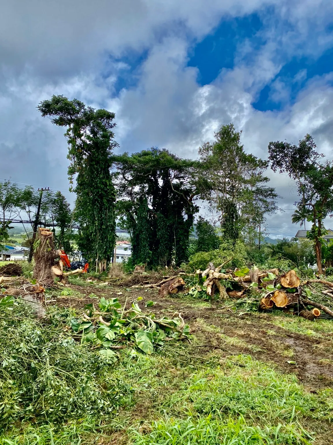 Land clearing in progress with cut branches, logs, and vine-covered trees